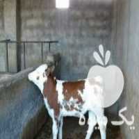 آگهی مشابه فروش گوساله شیر خوار پروار در تهران در گروه گاو و گوسفند و میش و بز کهره گوساله سمینتال در یکمیوه