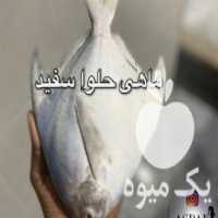 آگهی مشابه خریدار عمده ماهی در بندرعباس در گروه انواع ماهی - سالمون شیر کپور قرمز شوریده سفید گوپی مرکب در یکمیوه