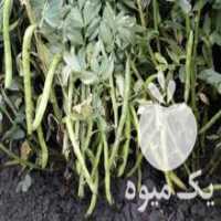 آگهی مشابه فروش انواع بذر باقلا و نخود فرنگی در گرگان در گروه خرید فروش بذر - انواع محصول کشاورزی گوجه کتان میوه درخت در یکمیوه