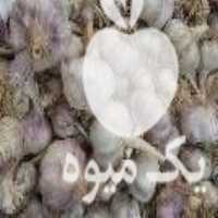 آگهی مشابه فروش سیر قرمز در پارس آباد در گروه خرید فروش عمده سیر - تازه خام ترشی خشک صادراتی در یکمیوه