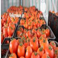 آگهی مشابه خریدار صیفی جات شما کشاورزان در شیراز در گروه خرید فروش عمده خرما - کبکاب تازه زاهدی خشک خارک در یکمیوه