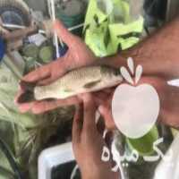 آگهی مشابه فروش ماهی کپور ، آمور ، فیتوفاگ ، تیلاپیا ، تیلاپیلا در تهران در گروه ماهی کپور - ماهیان معمولی علف خوار پرورشی خرید و فروش در یکمیوه