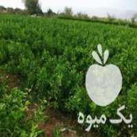آگهی مشابه فروش انواع نهال مرکبات گرمسیری و سردسیری در کوشک در گروه خرید فروش نهال - انواع گردو پسته بادام سلطانی انگور در یکمیوه