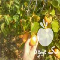 آگهی مشابه فروش باغ خرمالو گوجه ای در دلند در گروه خرید فروش عمده خرمالو - خرمالو رسیده نارس برگ عمده در یکمیوه
