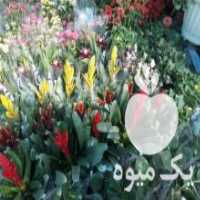 آگهی مشابه فروش گل و گیاه باغبانی و درختکاری نهال در تهران در گروه سازنده - گلخانه باغ مدرن سالن صنعتی سوله انبار در یکمیوه