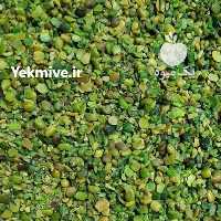 آگهی مشابه فروش بنه پسته کوهی در قم در گروه پسته - کوهی شامی خام اکبری تازه کله قوچی در یکمیوه