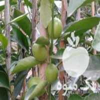 آگهی مشابه فروش انواع نهال مرکبات توافقی در تهران در گروه خرید فروش نهال - انواع گردو پسته بادام سلطانی انگور در یکمیوه