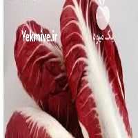 آگهی مشابه فروش کاهو قرمز فرانسوی در گرگان در گروه خرید فروش عمده کاهو - رسمی پیچ سالادی فرانسوی چینی قرمز در یکمیوه