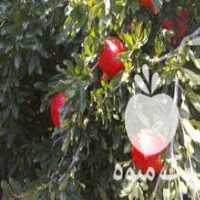 آگهی مشابه فروش انار ربی درجه یک در بازرگان در گروه خرید فروش عمده انار - ساوه شیراز شیرین ترش در یکمیوه