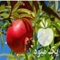 آگهی مشابه فروش انار دون قرمز ساوه در تهران در گروه خرید فروش عمده انار - ساوه شیراز شیرین ترش در یکمیوه