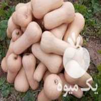 آگهی مشابه فروش کدو حلوایی ساکاتا فرانسوی در کازرون در گروه خرید فروش عمده کدو تنبل - حلوایی سبز سفید نارنجی در یکمیوه