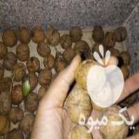 آگهی مشابه فروش گردو درجه یک و اعلا امسالی در دامغان در گروه گردو - کاغذی سنگی سوزنی خوشه ای توسرکان در یکمیوه