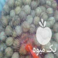آگهی مشابه فروش گردو مغز سفید در زنجان در گروه گردو - کاغذی سنگی سوزنی خوشه ای توسرکان در یکمیوه