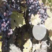 آگهی مشابه فروش انگور کرآلوا در زنجان در گروه خرید فروش عمده انگور - یاقوتی شانی عسگری بی دانه قرمز در یکمیوه