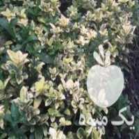 آگهی مشابه فروش شمشاد طلایی پیاز سیکاس در عباس آباد در گروه خرید فروش نشا - انواع گوجه برنج کاهو پیاز کاری فرنگی در یکمیوه