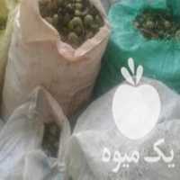 آگهی مشابه فروش گردو نهاوند در همدان در گروه گردو - کاغذی سنگی سوزنی خوشه ای توسرکان در یکمیوه