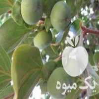 آگهی مشابه فروش میوه خرمالو روی درخت در تنکابن در گروه خرید فروش عمده خرمالو - خرمالو رسیده نارس برگ عمده در یکمیوه