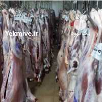آگهی مشابه فروش گوشت گوسفندی در شیراز در گروه گاو و گوسفند و میش و بز کهره گوساله سمینتال در یکمیوه