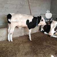 آگهی مشابه فروش گوساله در تهران در گروه گاو و گوسفند و میش و بز کهره گوساله سمینتال در یکمیوه