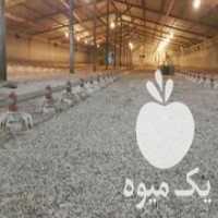 آگهی مشابه فروش پوشال و خاک اره خشک نجاری در همدان در گروه خرید فروش عمده چوب- زغال چوب گردو تبریزی خام در یکمیوه