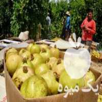 آگهی مشابه فروش انار درجه یک دانه درشت در اصفهان در گروه خرید فروش عمده انار - ساوه شیراز شیرین ترش در یکمیوه