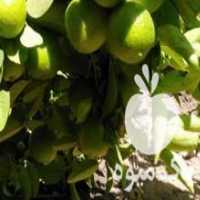 آگهی مشابه نهال فروش انواع نهال مرکبات و سیاه ریشه در بهبهان در گروه خرید فروش نهال - انواع گردو پسته بادام سلطانی انگور در یکمیوه