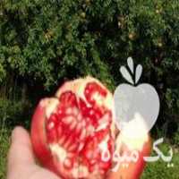 آگهی مشابه فروش انار ترش محلی در شفت در گروه خرید فروش عمده انار - ساوه شیراز شیرین ترش در یکمیوه