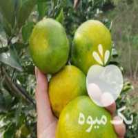 آگهی مشابه فروش درخت نارنگی ژاپنی پیوندی در ساری در گروه خرید فروش عمده نارنگی - ژاپنی بندر فروش عمده محصولات در یکمیوه