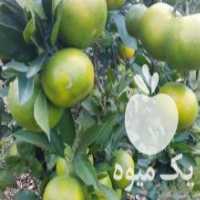 آگهی مشابه فروش نارنگی ژاپنی در قائم شهر در گروه خرید فروش عمده نارنگی - ژاپنی بندر فروش عمده محصولات در یکمیوه