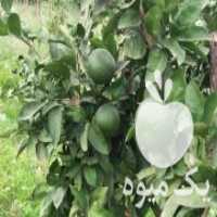 آگهی مشابه فروش نارنگی ژاپنی در قائم شهر در گروه خرید فروش عمده نارنگی - ژاپنی بندر فروش عمده محصولات در یکمیوه