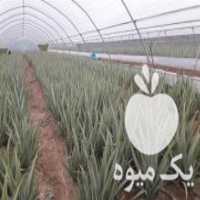 آگهی مشابه فروش برگ آلوئه و را و پاجوش در نکا در گروه خرید فروش عمده گیاهان دارویی - معطر خشک خواص دار در یکمیوه