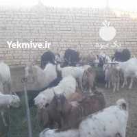 آگهی مشابه فروش گوسفند و بزغاله بومی در اصفهان در گروه گاو و گوسفند و میش و بز کهره گوساله سمینتال در یکمیوه