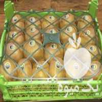 آگهی مشابه فروش میوه کیوی هایوارد طلایی صادراتی در آستارا در گروه خرید فروش عمده کیوی - صادراتی مازندران تنکابن تالش در یکمیوه