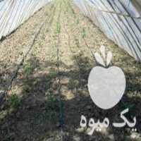 آگهی مشابه فروش نایلون خیار در ساری در گروه خرید فروش بسته بندی نایلونی - کیسه نایلکس مشما پلاستیک در یکمیوه