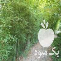 آگهی مشابه فروش نهال نی خیزران بامبو گلدانی در ساری در گروه خرید فروش نهال - انواع گردو پسته بادام سلطانی انگور در یکمیوه