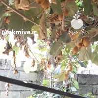 آگهی مشابه فروش کیوی صادراتی  ،  سردرختی ،  درشت  ،  متوسط در آستارا در گروه خرید فروش عمده کیوی - صادراتی مازندران تنکابن تالش در یکمیوه