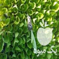 آگهی مشابه فروش نشا کاهو کلم در تهران در گروه خرید فروش نشا - انواع گوجه برنج کاهو پیاز کاری فرنگی در یکمیوه