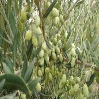 آگهی مشابه فروش نهال زیتون در تهران در گروه خرید فروش نهال - انواع گردو پسته بادام سلطانی انگور در یکمیوه