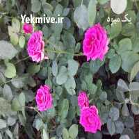 آگهی مشابه فروش گل و گیاه در کرج در گروه خرید فروش عمده گیاهان زینتی - گرمسیری آپارتمانی باغچه آب در یکمیوه