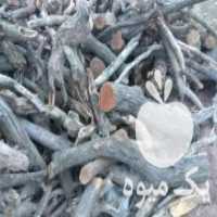 آگهی مشابه خریدانواع چوب کنده درخت های باغی مثل زردآلو توت انجیر در رفسنجان در گروه خرید فروش عمده چوب- زغال چوب گردو تبریزی خام در یکمیوه