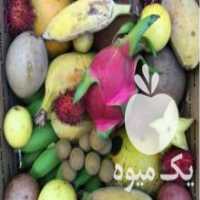 آگهی مشابه فروش نهال میوه های کمیاب گرمسیری و سردسیری در مازندران در گروه خرید فروش نهال - انواع گردو پسته بادام سلطانی انگور در یکمیوه