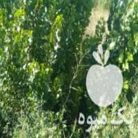 آگهی مشابه آگهی فروش نهال و قلمه و قلم و ریشه و درخت صنوبر ترکیه در پلدشت در گروه خرید فروش نهال - انواع گردو پسته بادام سلطانی انگور در یکمیوه