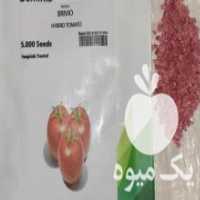 آگهی مشابه فروش بذر گوجه بریویو بروبیا در گیان در گروه خرید فروش بذر - انواع محصول کشاورزی گوجه کتان میوه درخت در یکمیوه