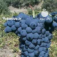 آگهی مشابه فروش انگورشانی دیم کردستان سنندج در تهران در گروه خرید فروش عمده انگور - یاقوتی شانی عسگری بی دانه قرمز در یکمیوه