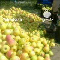 آگهی مشابه سیب پادرختی دماوند در تهران در گروه خرید فروش عمده سیب - زرد و قرمز گلاب پاییزه در یکمیوه