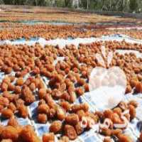 آگهی مشابه فروش آلو بخارا درجه یک در اصفهان در گروه فرآورده های آلو و آلوچه - بخارا خورشتی مسما خشک در یکمیوه