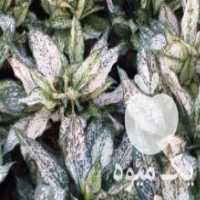 آگهی مشابه فروش انواع گل و گیاه از شهر محلات در مركزی در گروه خرید فروش عمده گیاهان زینتی - گرمسیری آپارتمانی باغچه آب در یکمیوه