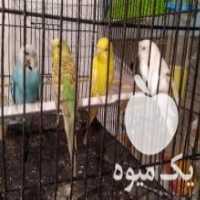 آگهی مشابه فروش معاوضه مرغ عشق با کوتوله یا عروس هلندی در رباط کریم در گروه انواع پرنده - زینتی عروس هما مینا طوطی مرغ عشق در یکمیوه