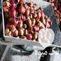 آگهی مشابه فروش انار ربی تازه چین در ساری در گروه خرید فروش عمده انار - ساوه شیراز شیرین ترش در یکمیوه