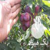 آگهی مشابه فروش کود گاوی ورمی کمپوست در کرج در گروه خرید فروش کود و مواد شیمیایی - اوره پتاس مرغی کمپوست آهن در یکمیوه